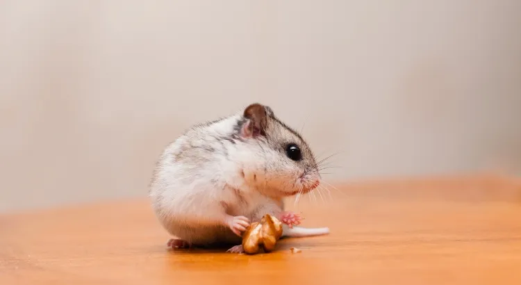 Křeček čínský - Strava a výživa Křeček čínský - Strava a výživa