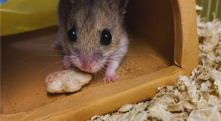 Křeček čínský - Tipy pro manipulaci a péči Křeček čínský - Tipy pro manipulaci a péči