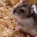 Křečík Campbellův - Fakta, péče, strava, prostředí a další informace