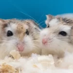 Křečík Roborovského - Fakta, péče, strava, prostředí a další informace