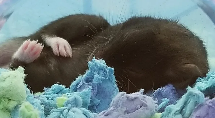 Jak křečka bezpečně zahřát a probudit z torporu Jak křečka bezpečně zahřát a probudit z torporu