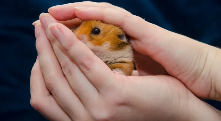 Samci vs. samice křečka syrského - Behaviorální rysy