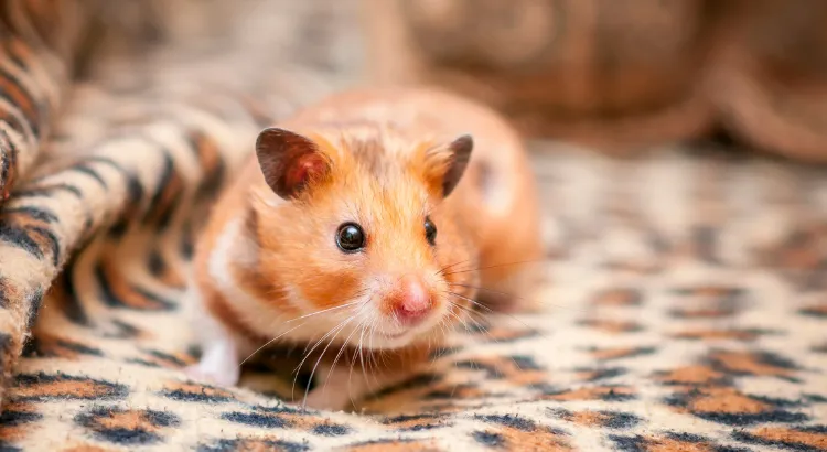 Samci vs. samice křečka syrského - Požadavky na péči