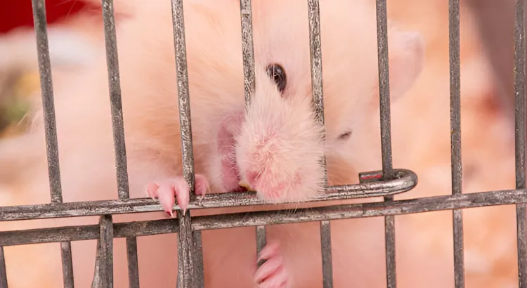 Rozpoznání příznaků agrese u křečků Rozpoznání příznaků agrese u křečků