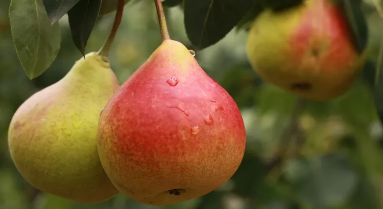 Výživové výhody hrušek pro křečky